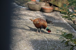 Fasan im Garten