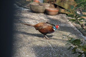 Fasan im Garten